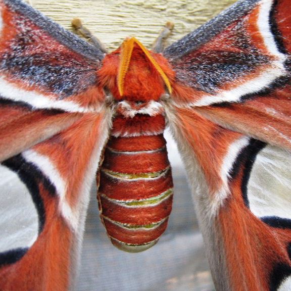Atlas Moth with gold body dividers