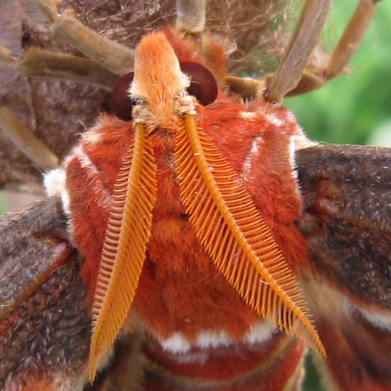 Atlas Moth antennae
