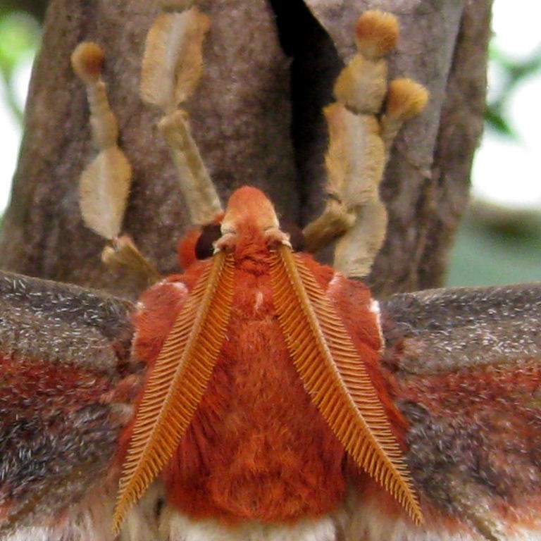 Atlas Moth feet