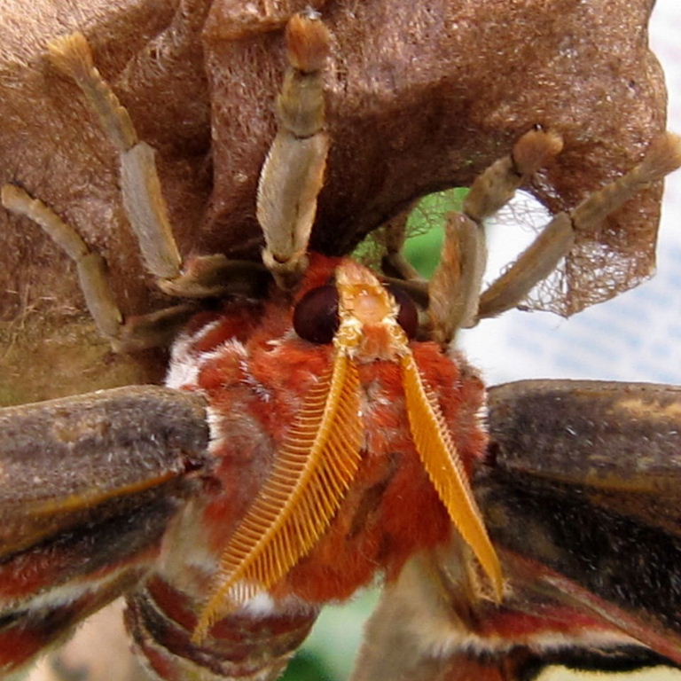Atlas Moth head and feet