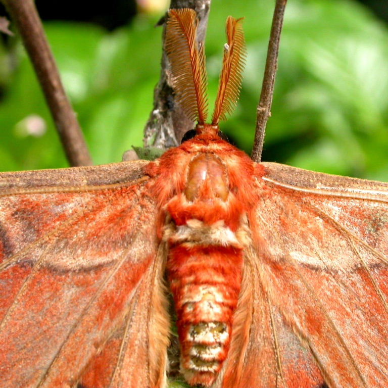 Atlas Moth red head