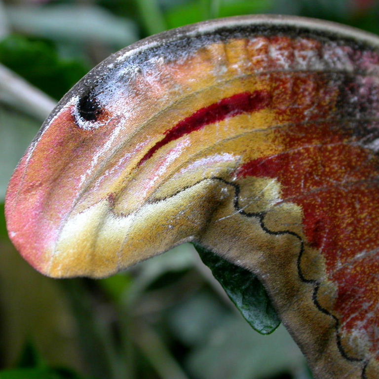 Atlas Moth wing art