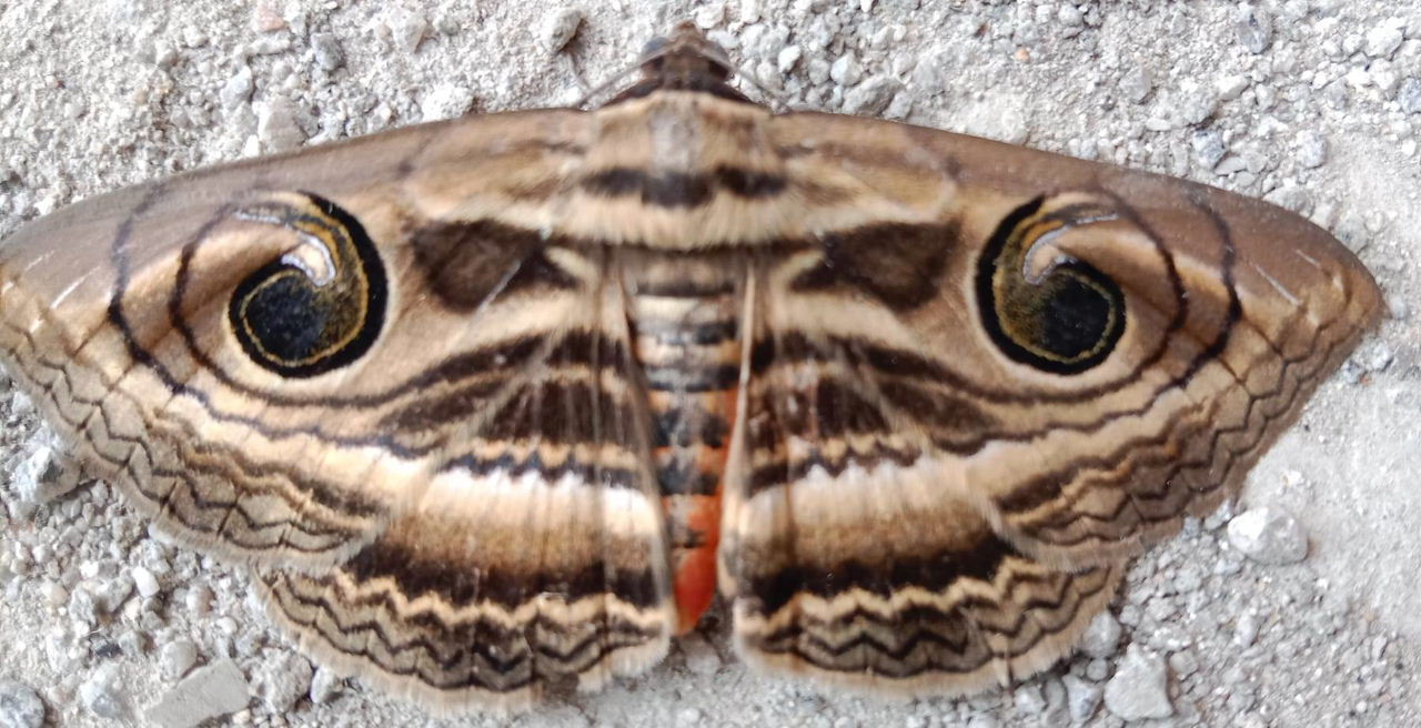 Spirama retorta Indian Owlet-moth