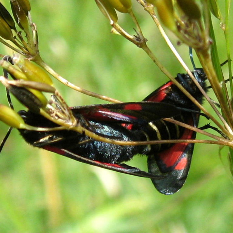 Bumblebee-bodied Burnet Moth
