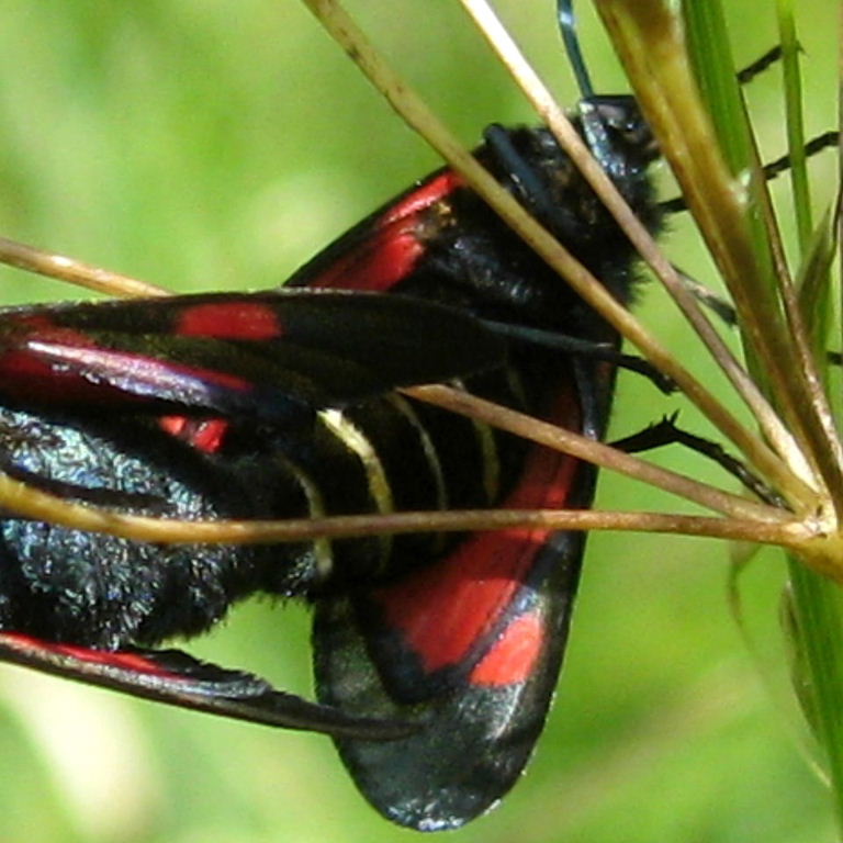 Bee-bodied Burnet moth