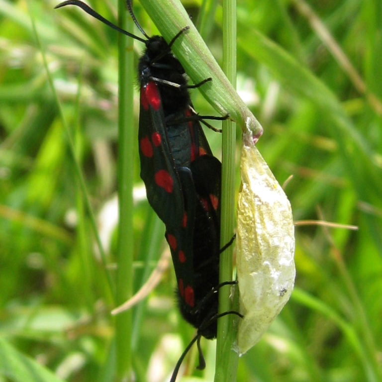 5-spot burnet moths on cocoon