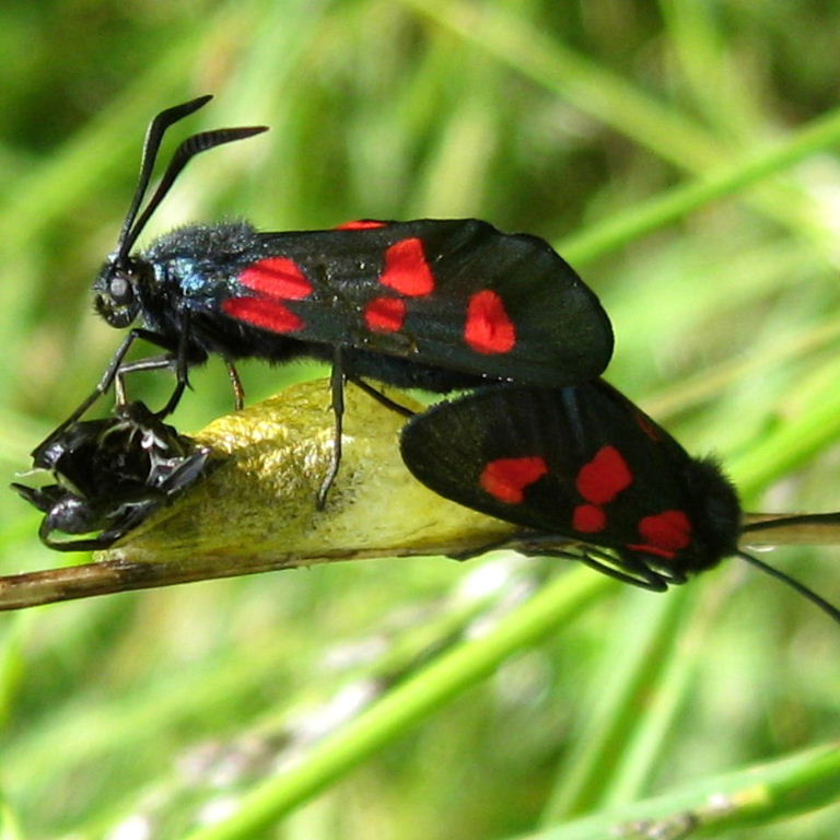 5-spot burnet moths on cocoon