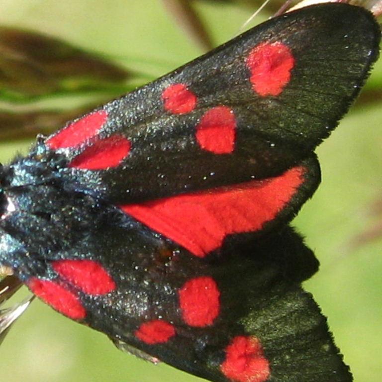 5-spot burnet moth showing spots and narrow borders