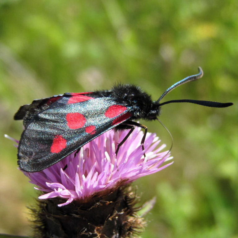 5-spot burnet moth on knapweed