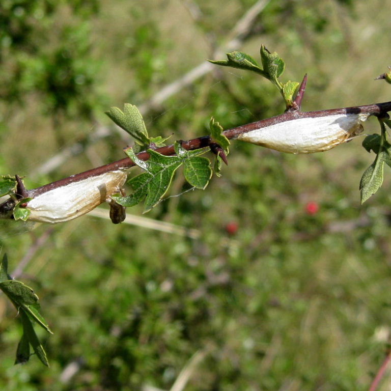 5-spot burnet moth cocoons on hawthorn