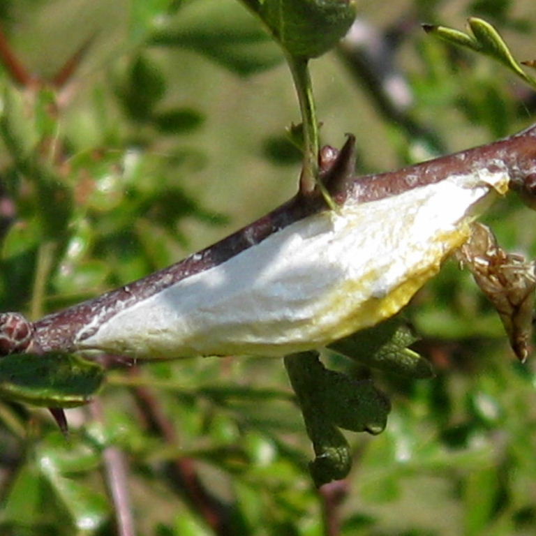 Burnet moth cocoon on hawthorn