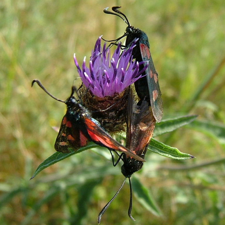 Faded 5-spot burnet moths on knapweed