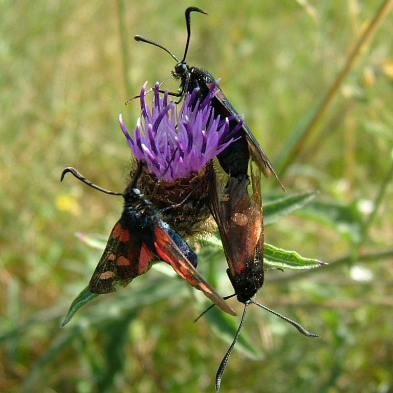 Faded burnet moths mating