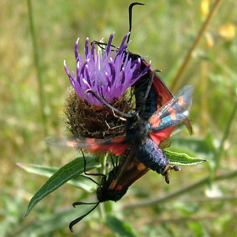 Three's a crowd - with claspers