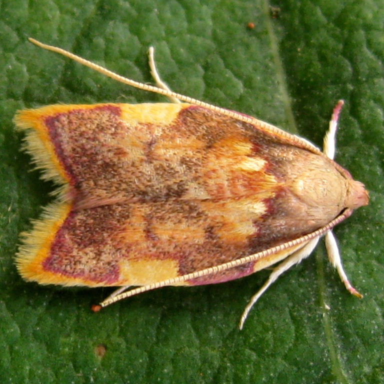 Carcina quercana moth