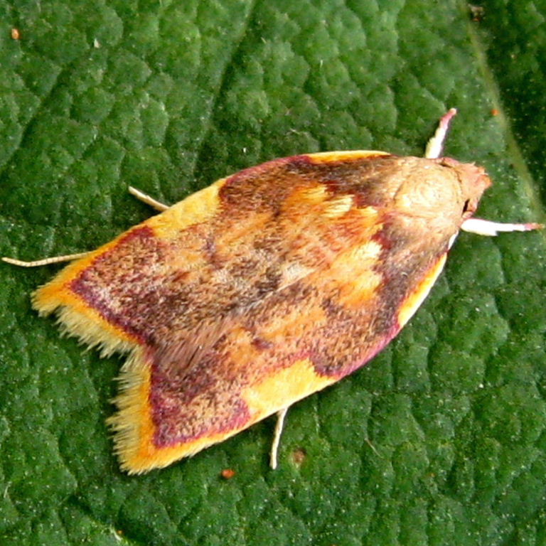 Carcina quercana moth