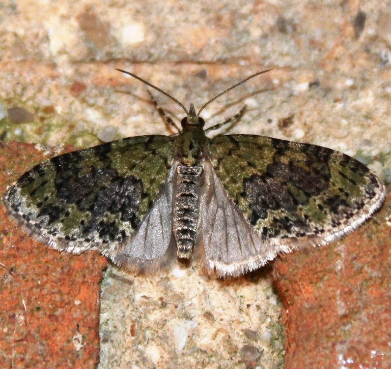 Yellow-barred Brindle Moth