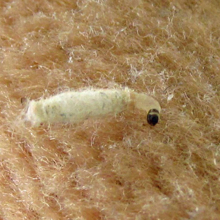 Case-bearing Moth Caterpillar