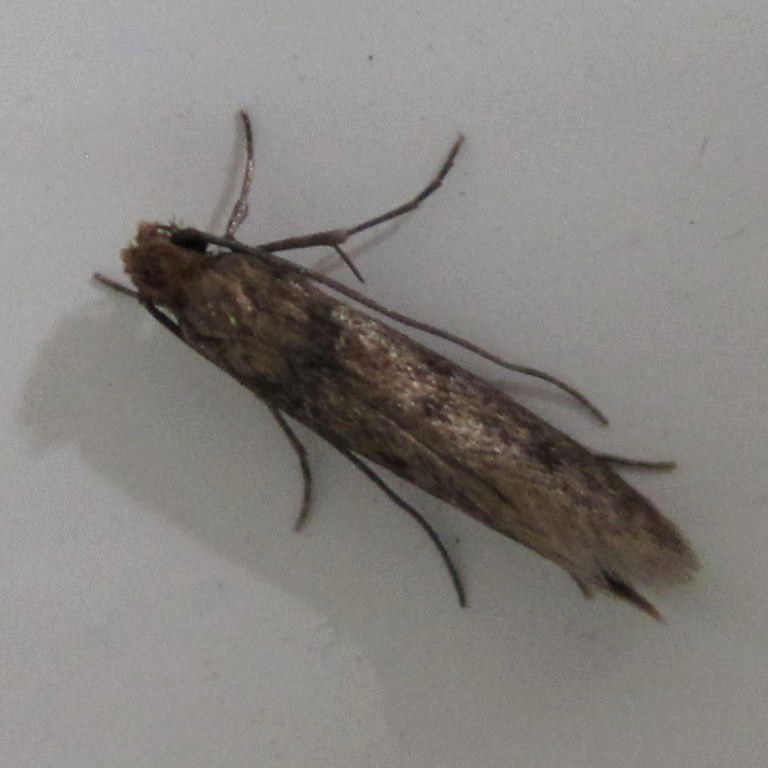 Case-bearing Moth