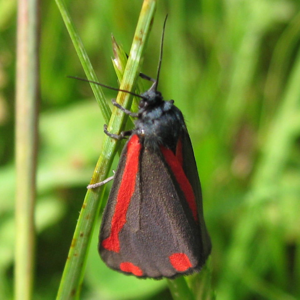 Cinnabar Cinnabar