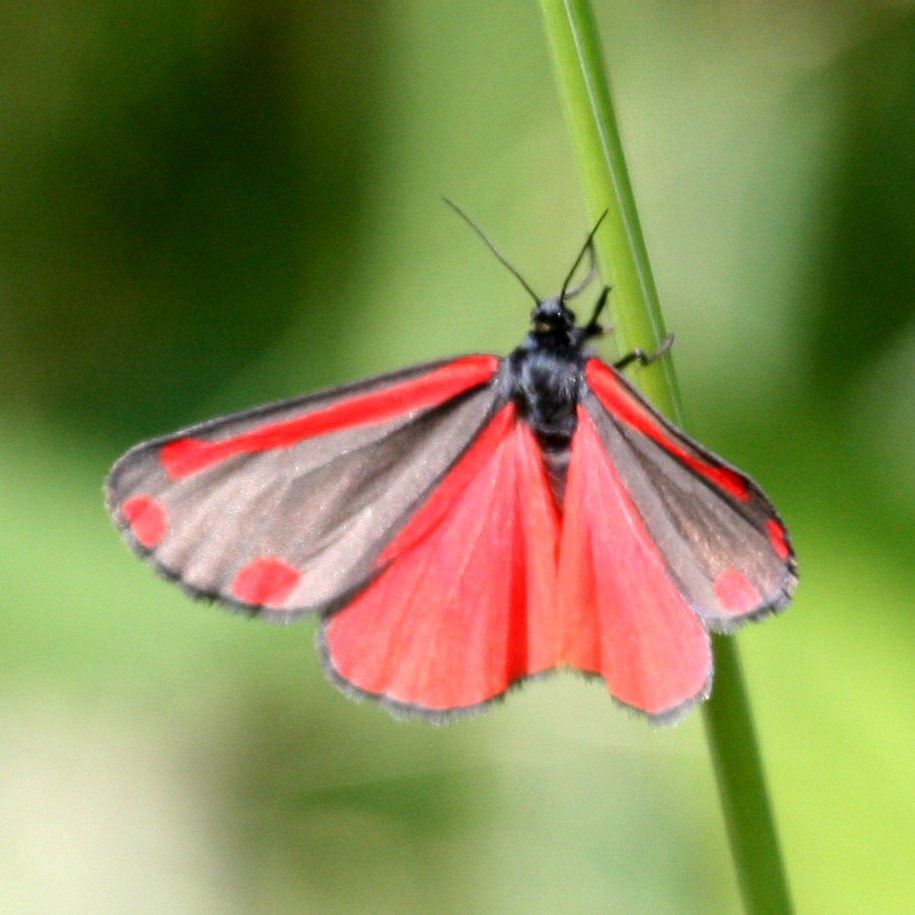 Cinnabar Cinnabar