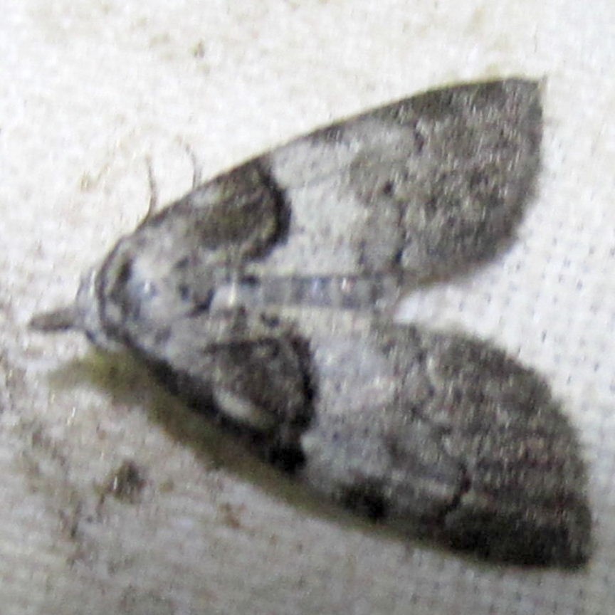 Short-cloaked Moth