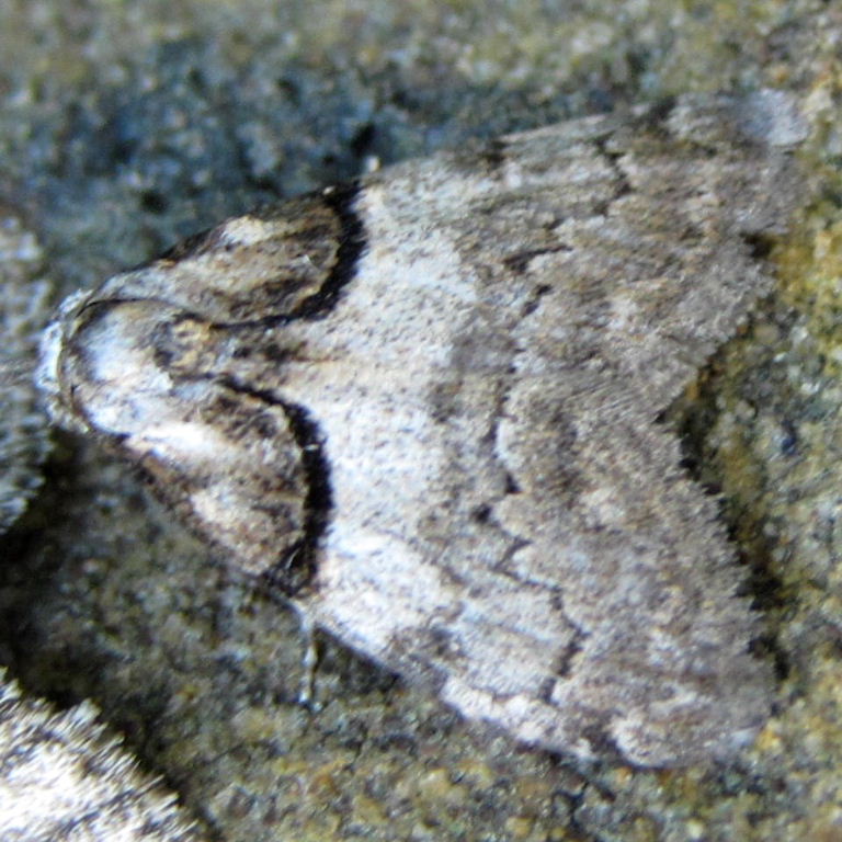 Short-cloaked Moth