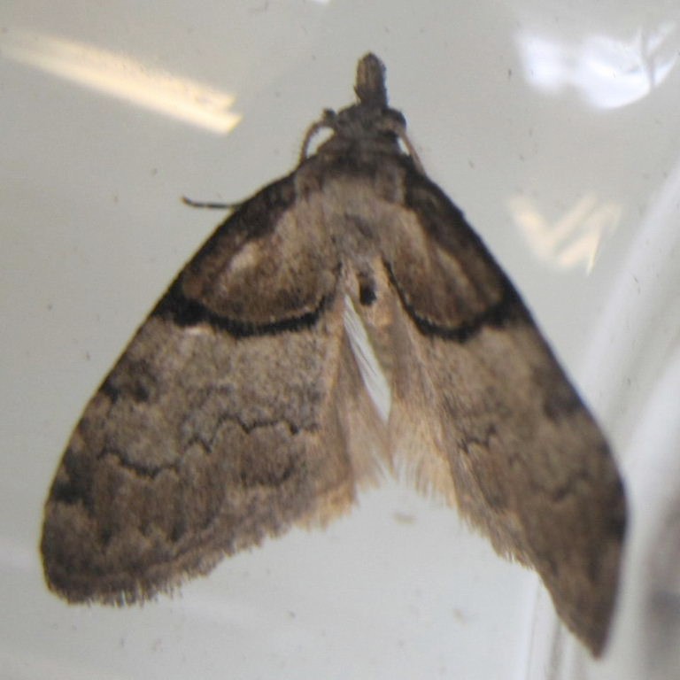 Short-cloaked Moth