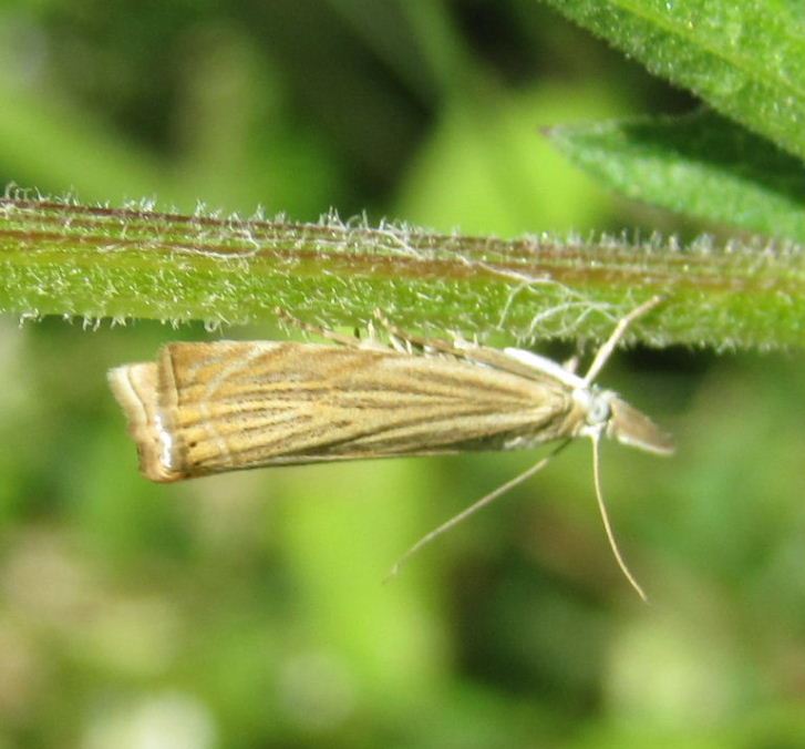 Garden Grass-veneer Moth