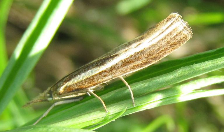 Agriphila selasella