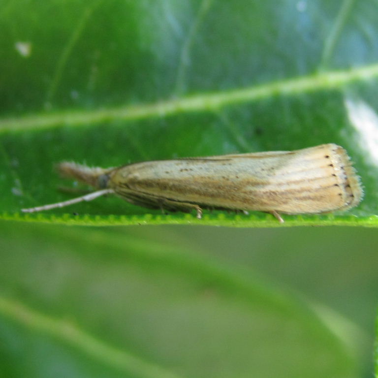 Agriphila tristella or straminella