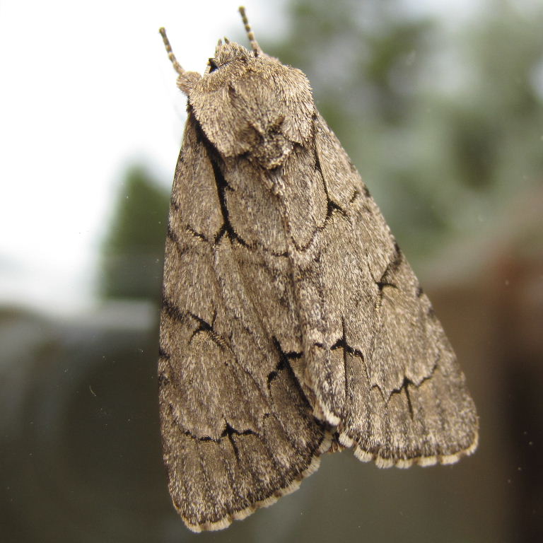 Grey Dagger Moth
