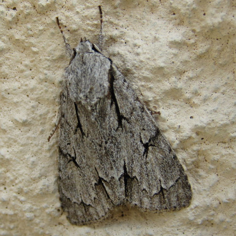 Grey Dagger Moth
