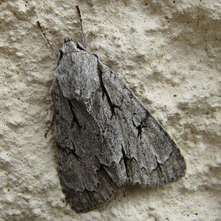 Grey Dagger Moth