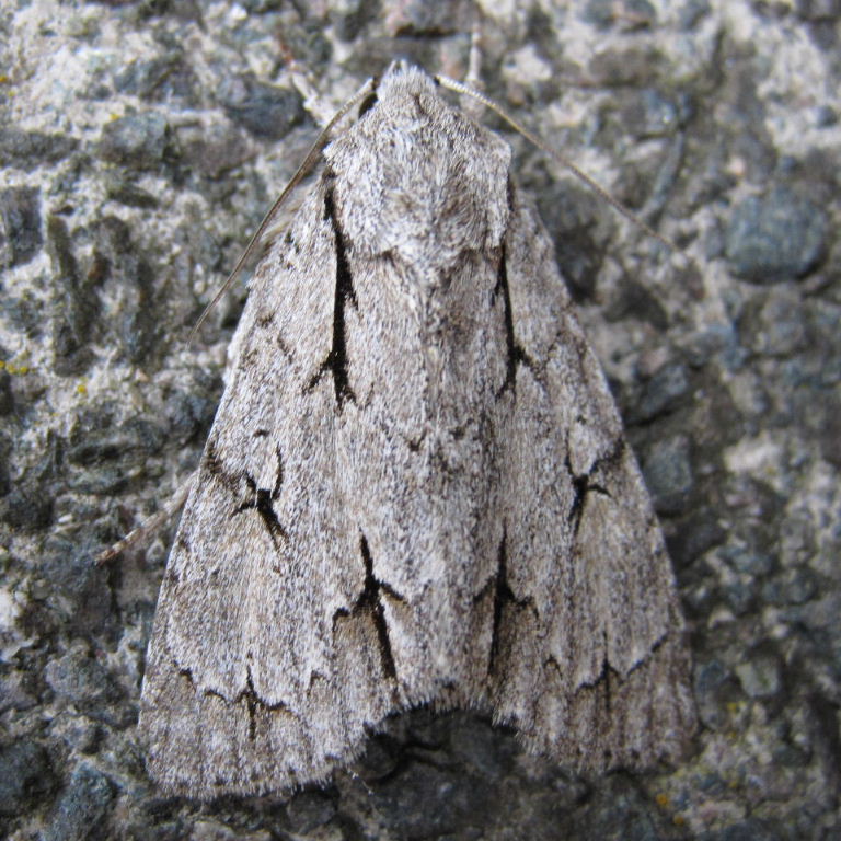 Grey Dagger Moth