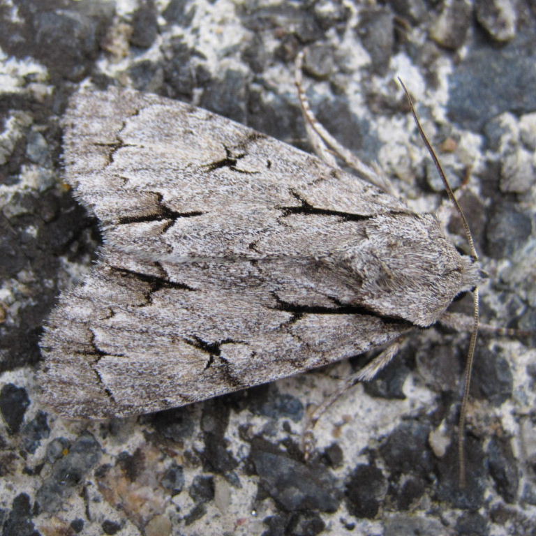 Grey Dagger Moth
