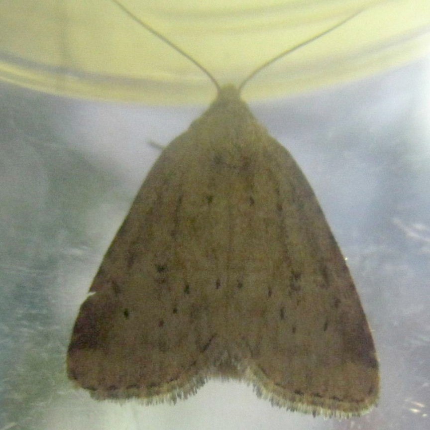 Small Dotted Buff Moth