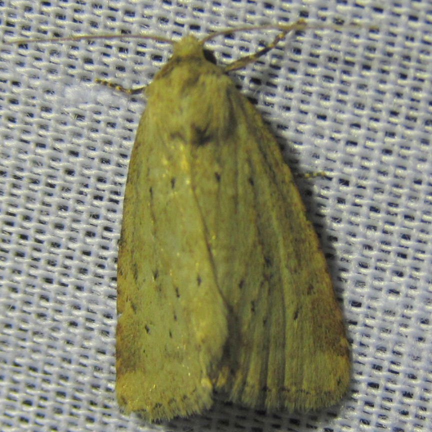 Small Dotted Buff Moth