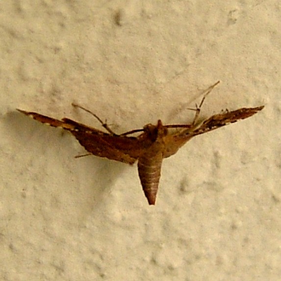 Endotricha  Flammealis moth