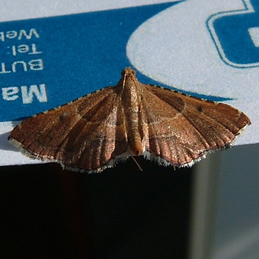 Endotricha  Flammealis moth