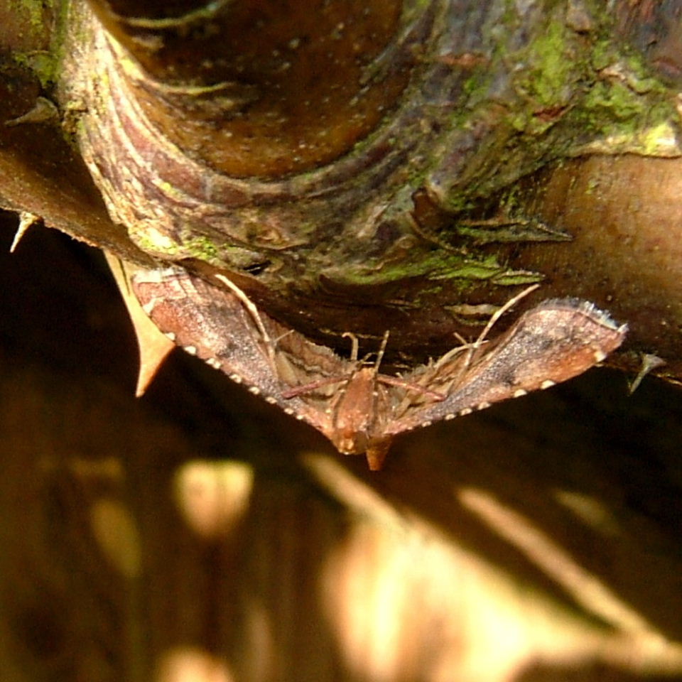 Endotricha  Flammealis moth