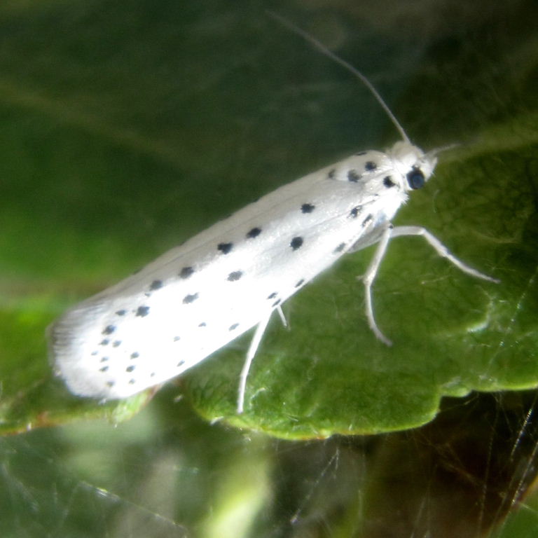 Apple Ermine moth