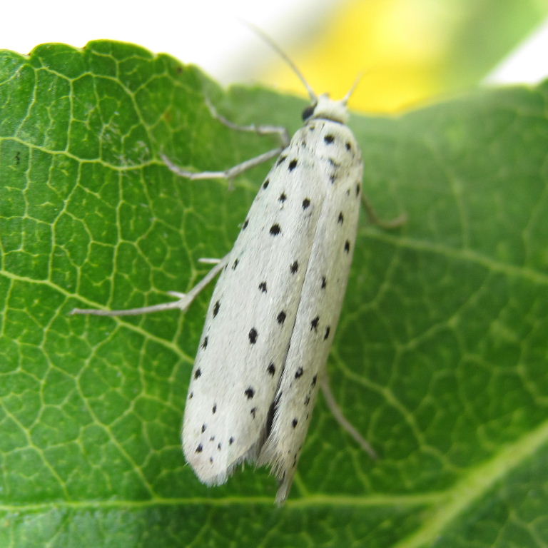 Apple Ermine moth