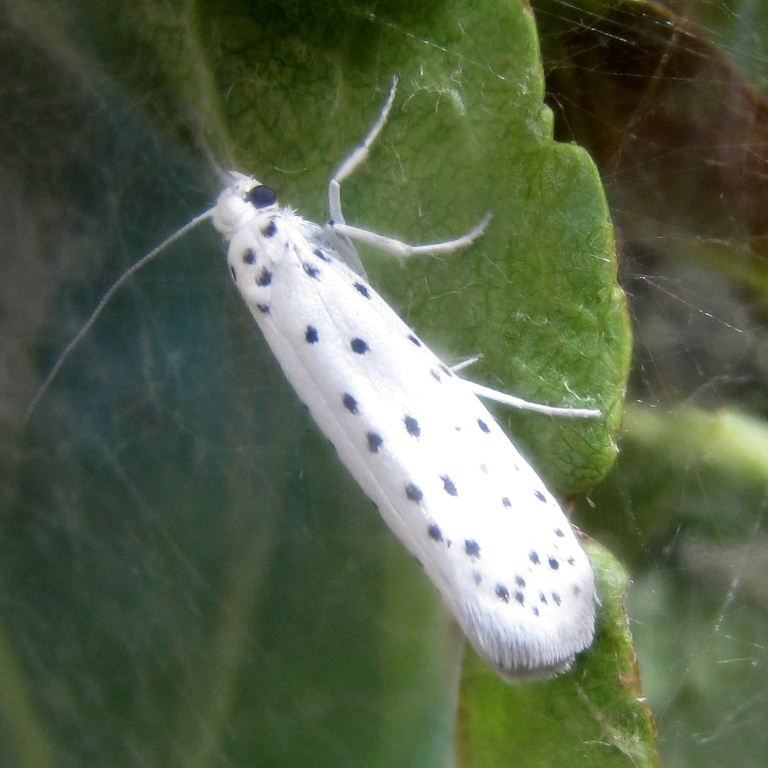 Apple Ermine moth