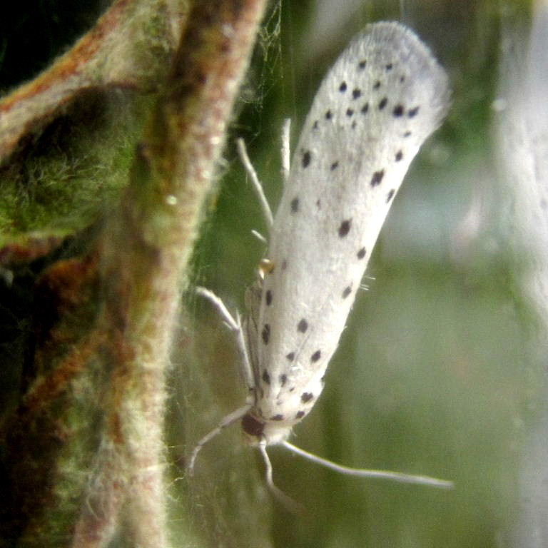 Apple Ermine moth