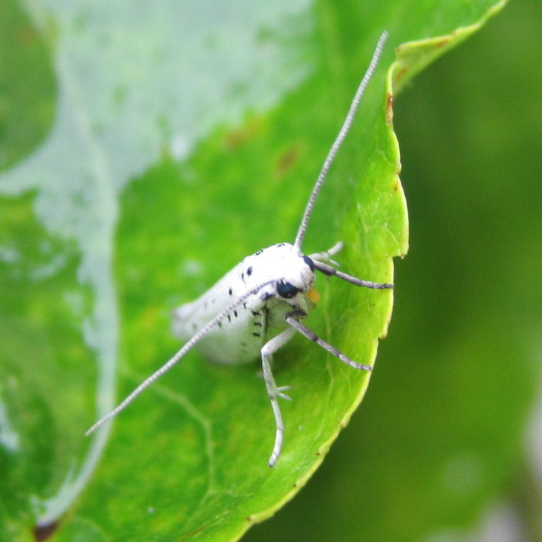 Apple Ermine moth
