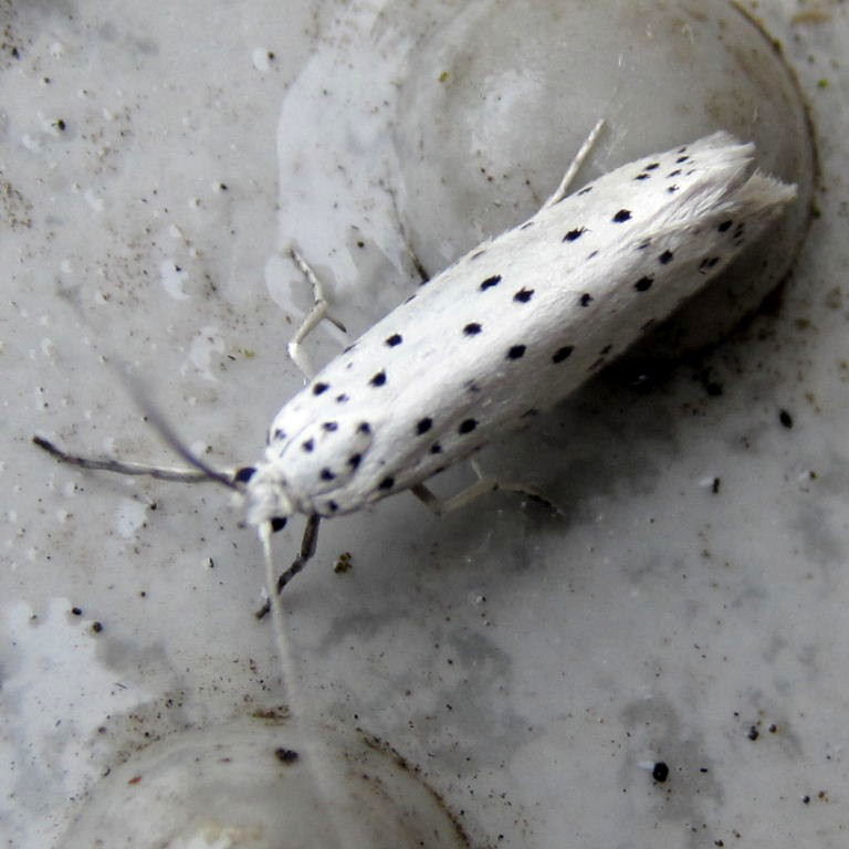 Apple Ermine moth