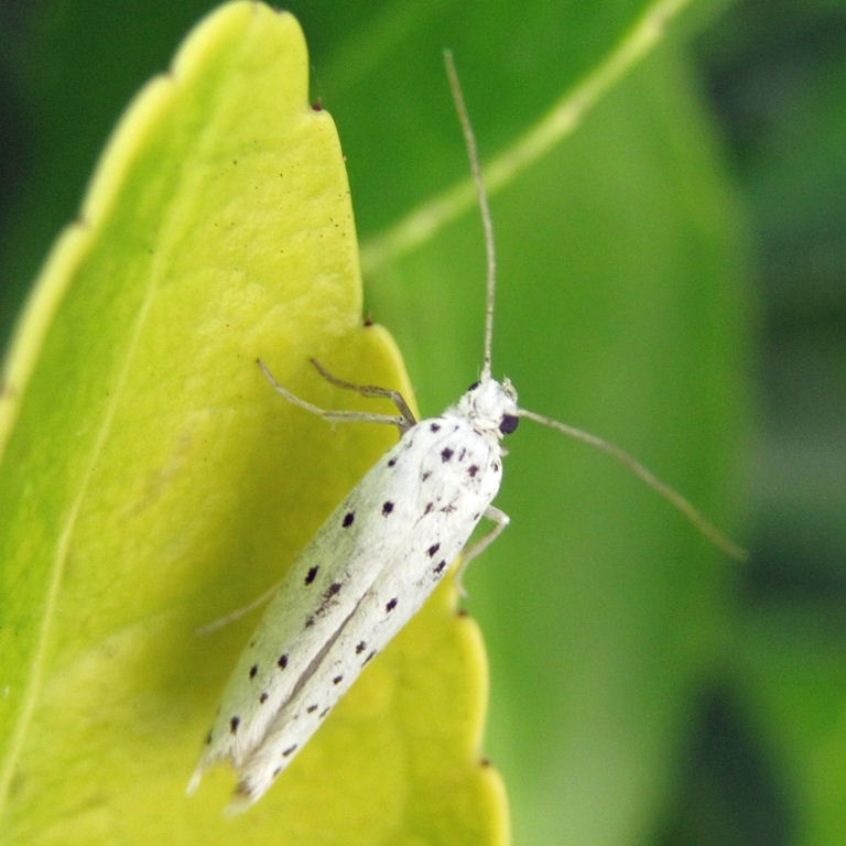 Apple Ermine moth
