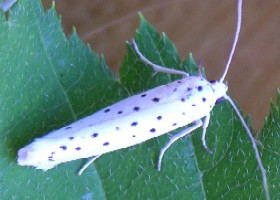 Spindle Ermine moth