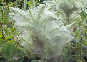 Spindle Ermine larval web